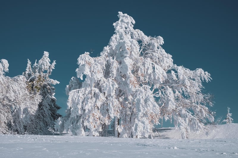 Winter garden